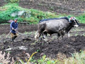  bulls with a yunta, yoke, Boquete, Panama – Best Places In The World To Retire – International Living